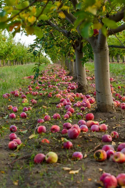 Manzanas Frescas Del Huerto Cosecha Manzanas Lista Para Ser Recogida — Foto de Stock
