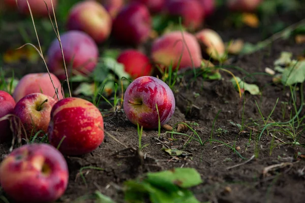 Des Pommes Fraîches Verger Récolte Pommes Prête Être Cueillie Dans — Photo