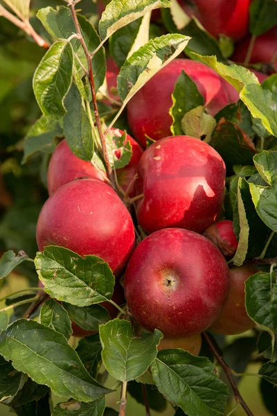 Mele Fresche Del Frutteto Vendemmia Mele Pronta Essere Raccolta Nel — Foto Stock