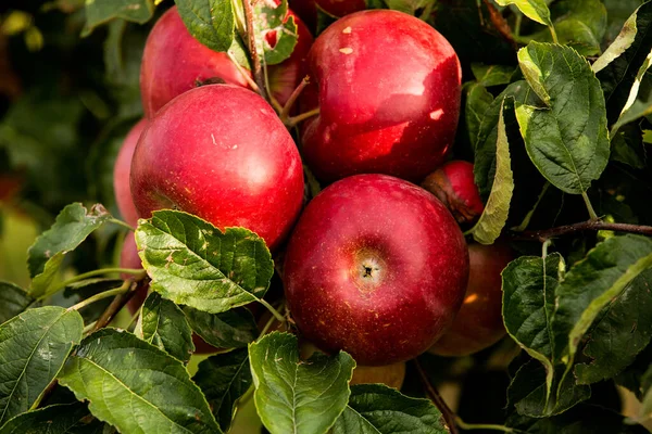 Fresh apples from the orchard. Apple harvest ready to be picked from the orchard in the Republic of Moldova.