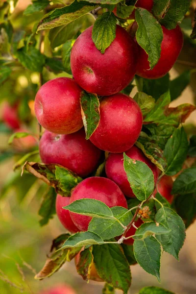 Świeże Jabłka Sadu Zbiory Jabłek Gotowe Zebrania Sadu Republice Mołdowy — Zdjęcie stockowe