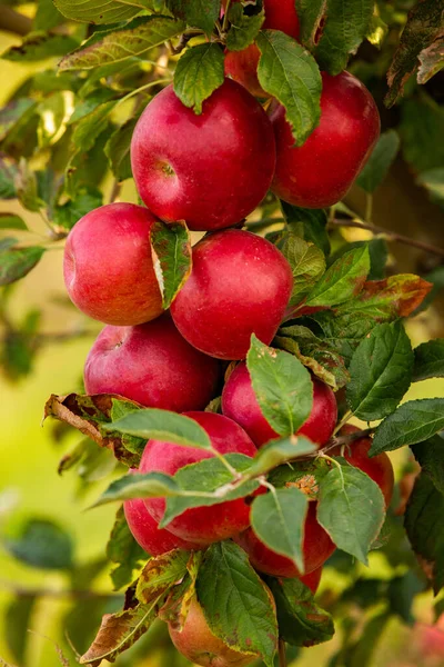 Frische Äpfel Aus Dem Obstgarten Apfelernte Bereit Für Die Ernte — Stockfoto