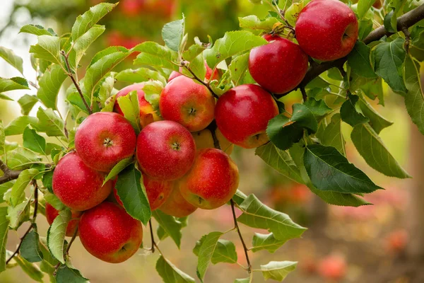Свіжі Яблука Саду Яблуко Готове Збору Саду Республіці Молдова — стокове фото