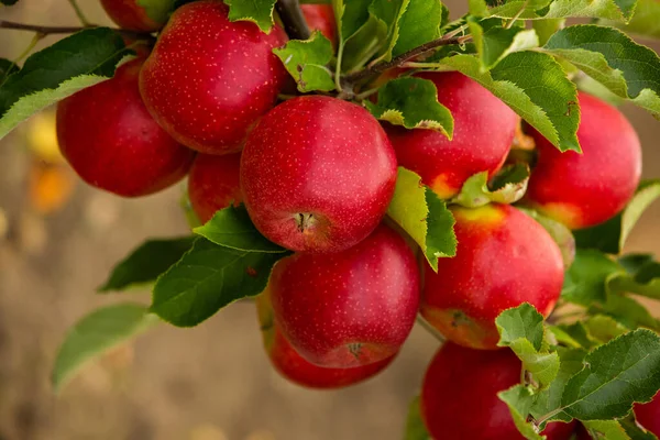แอปเป ลสดจากสวน การเก บเก ยวแอปเป ลพร อมท จะเล อกจากสวนผลไม ในสาธารณร — ภาพถ่ายสต็อก