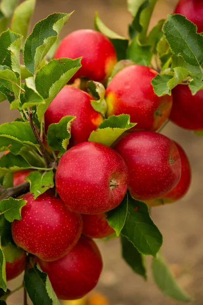Friss Alma Gyümölcsösből Moldovai Köztársaság Gyümölcsöskertjéből Kiválasztható Almatermés — Stock Fotó