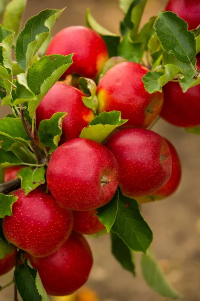 Färska Äpplen Från Fruktträdgården Äppelskörd Redo Att Plockas Från Fruktträdgården — Stockfoto