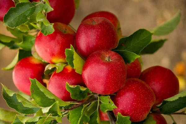 Fresh Apples Orchard Apple Harvest Ready Picked Orchard Republic Moldova — Stock Photo, Image