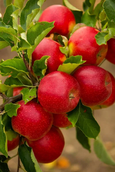 果园里新鲜的苹果 准备从摩尔多瓦共和国果园中采摘的苹果 — 图库照片