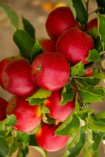 Fresh apples from the orchard. Apple harvest ready to be picked from the orchard in the Republic of Moldova.