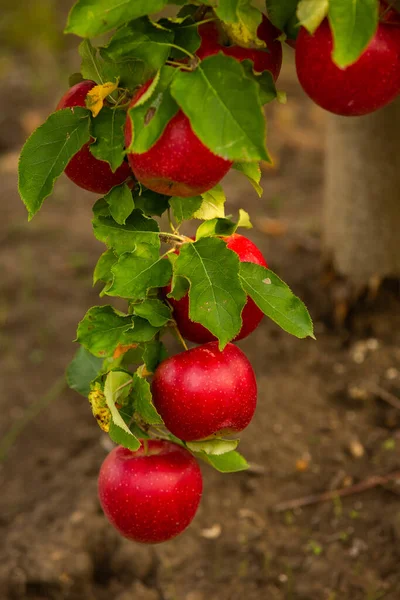 Maçãs Frescas Pomar Colheita Maçã Pronta Para Ser Colhida Pomar — Fotografia de Stock