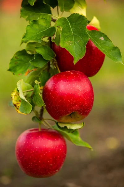 Fresh apples from the orchard. Apple harvest ready to be picked from the orchard in the Republic of Moldova.