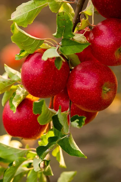 Fresh Apples Orchard Apple Harvest Ready Picked Orchard Republic Moldova — Stock Photo, Image