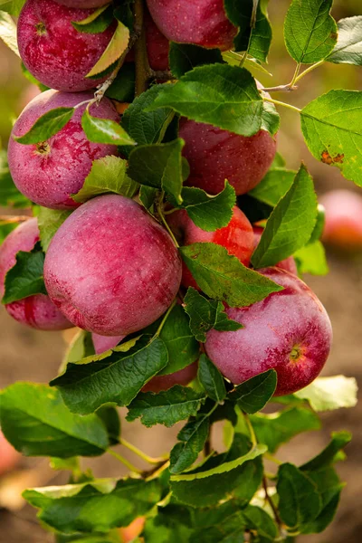 Fresh apples from the orchard. Apple harvest ready to be picked from the orchard in the Republic of Moldova.