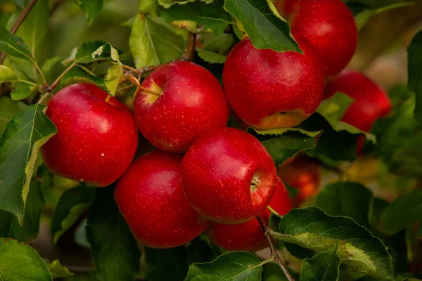 Maçãs Frescas Pomar Colheita Maçã Pronta Para Ser Colhida Pomar — Fotografia de Stock