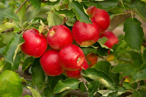 Свіжі Яблука Саду Яблуко Готове Збору Саду Республіці Молдова — стокове фото
