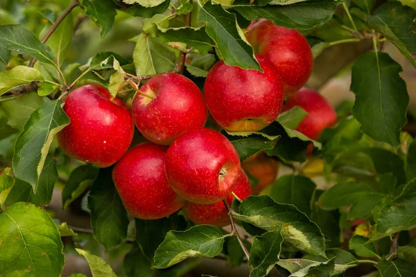 Frische Äpfel Aus Dem Obstgarten Apfelernte Bereit Für Die Ernte — Stockfoto