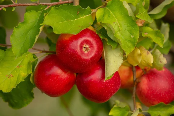 Färska Äpplen Från Fruktträdgården Äppelskörd Redo Att Plockas Från Fruktträdgården — Stockfoto