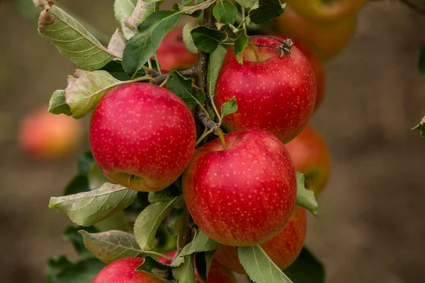Färska Äpplen Från Fruktträdgården Äppelskörd Redo Att Plockas Från Fruktträdgården — Stockfoto