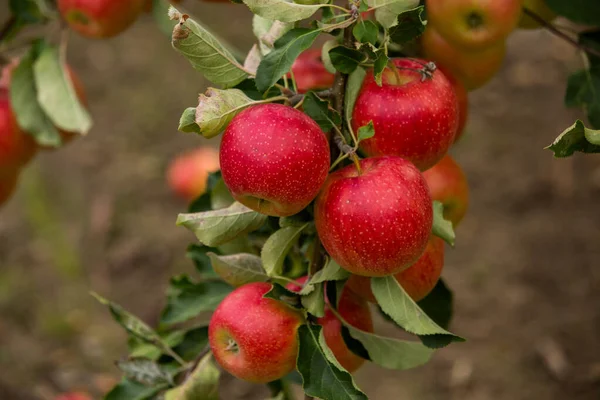 Manzanas Frescas Del Huerto Cosecha Manzanas Lista Para Ser Recogida — Foto de Stock