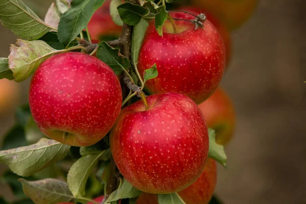 Färska Äpplen Från Fruktträdgården Äppelskörd Redo Att Plockas Från Fruktträdgården — Stockfoto