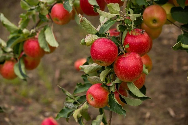 Φρέσκα Μήλα Από Τον Οπωρώνα Συγκομιδή Μήλων Έτοιμη Για Συγκομιδή — Φωτογραφία Αρχείου