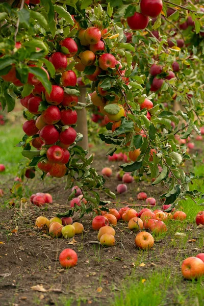 Frische Äpfel Aus Dem Obstgarten Apfelernte Bereit Für Die Ernte — Stockfoto