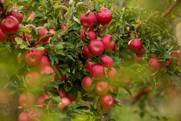 Manzanas Frescas Del Huerto Cosecha Manzanas Lista Para Ser Recogida — Foto de Stock