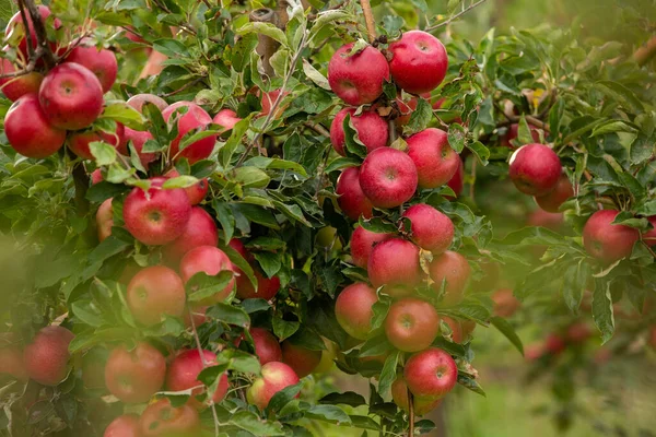 Maçãs Frescas Pomar Colheita Maçã Pronta Para Ser Colhida Pomar — Fotografia de Stock