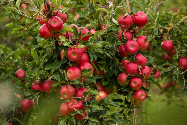 Verse Appels Uit Boomgaard Appeloogst Klaar Geplukt Worden Uit Boomgaard — Stockfoto