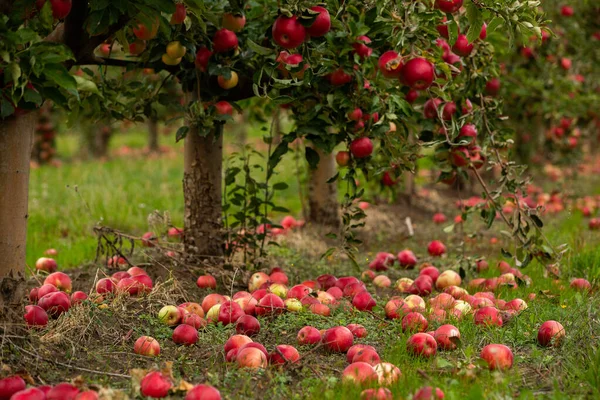 Färska Äpplen Från Fruktträdgården Äppelskörd Redo Att Plockas Från Fruktträdgården — Stockfoto