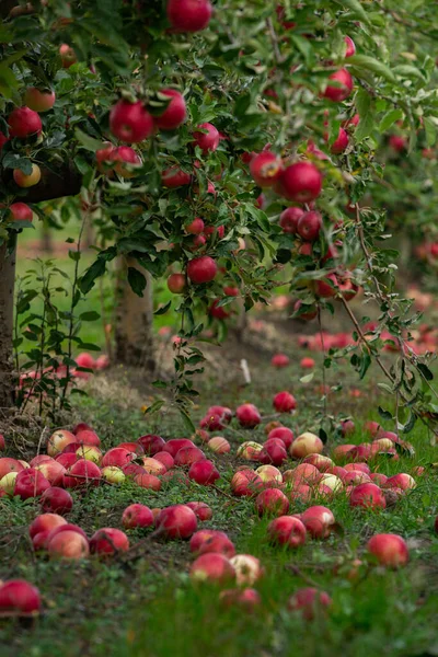 果樹園からの新鮮なリンゴ モルドバ共和国の果樹園から収穫する準備ができているリンゴの収穫 — ストック写真