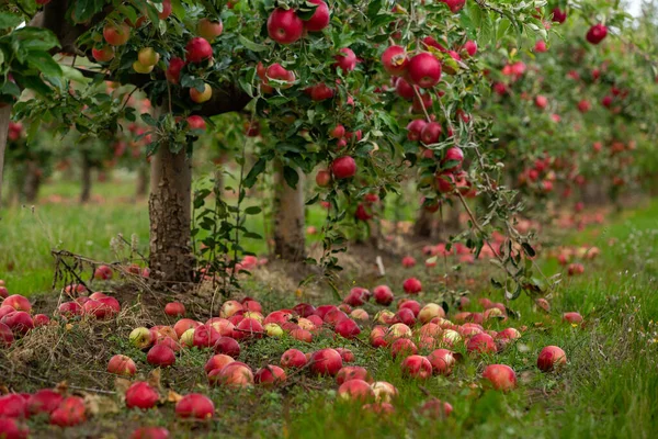 Des Pommes Fraîches Verger Récolte Pommes Prête Être Cueillie Dans — Photo