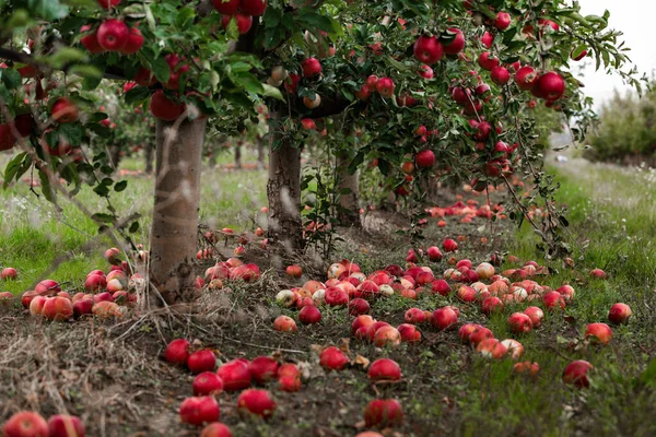 Manzanas Frescas Del Huerto Cosecha Manzanas Lista Para Ser Recogida — Foto de Stock