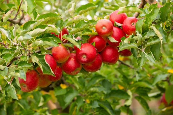 Fresh apples from the orchard. Apple harvest ready to be picked from the orchard in the Republic of Moldova.