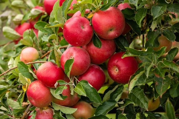 Maçãs Frescas Pomar Colheita Maçã Pronta Para Ser Colhida Pomar — Fotografia de Stock