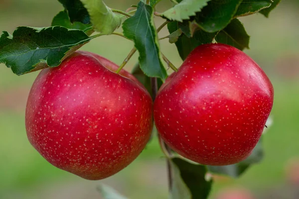 Świeże Jabłka Sadu Zbiory Jabłek Gotowe Zebrania Sadu Republice Mołdowy — Zdjęcie stockowe