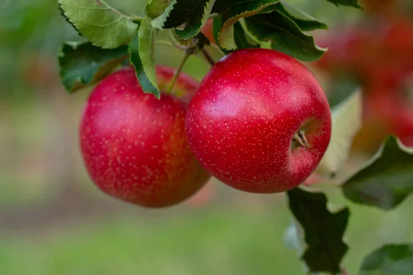 Mele Fresche Del Frutteto Vendemmia Mele Pronta Essere Raccolta Nel — Foto Stock