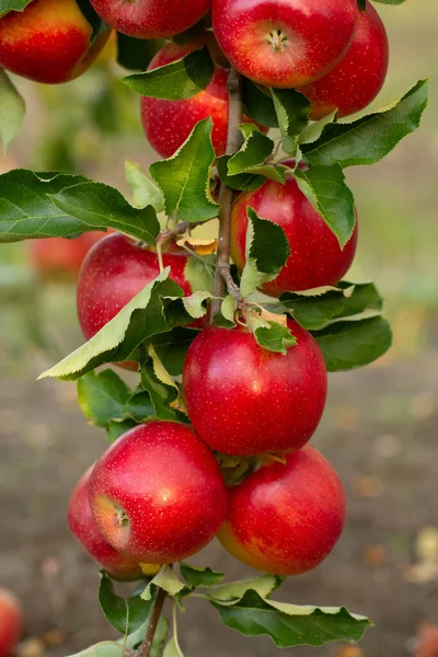 果园里新鲜的苹果 准备从摩尔多瓦共和国果园中采摘的苹果 — 图库照片