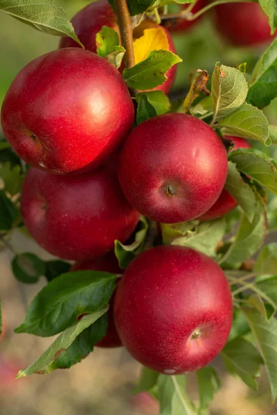 Färska Äpplen Från Fruktträdgården Äppelskörd Redo Att Plockas Från Fruktträdgården — Stockfoto