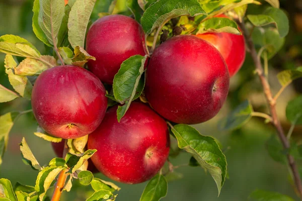 Fresh apples from the orchard. Apple harvest ready to be picked from the orchard in the Republic of Moldova.