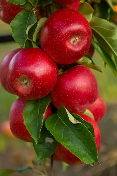 Färska Äpplen Från Fruktträdgården Äppelskörd Redo Att Plockas Från Fruktträdgården — Stockfoto