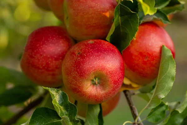 Φρέσκα Μήλα Από Τον Οπωρώνα Συγκομιδή Μήλων Έτοιμη Για Συγκομιδή — Φωτογραφία Αρχείου