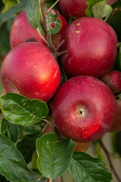 Φρέσκα Μήλα Από Τον Οπωρώνα Συγκομιδή Μήλων Έτοιμη Για Συγκομιδή — Φωτογραφία Αρχείου
