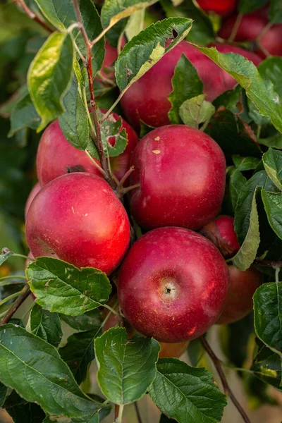 Fresh apples from the orchard. Apple harvest ready to be picked from the orchard in the Republic of Moldova.