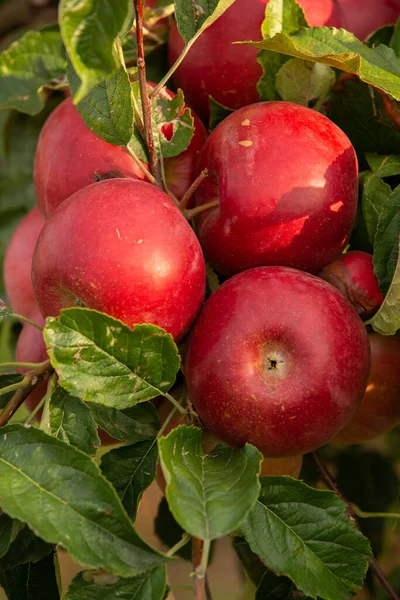 Meyve Bahçesinden Taze Elmalar Moldova Cumhuriyeti Ndeki Meyve Bahçesinden Toplanmaya — Stok fotoğraf