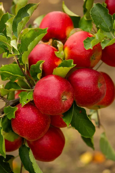 Frische Äpfel Aus Dem Obstgarten Apfelernte Bereit Für Die Ernte — Stockfoto