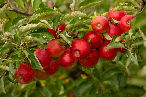 Maçãs Frescas Pomar Colheita Maçã Pronta Para Ser Colhida Pomar — Fotografia de Stock