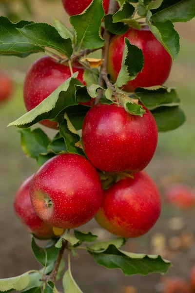 Mele Fresche Del Frutteto Vendemmia Mele Pronta Essere Raccolta Nel — Foto Stock