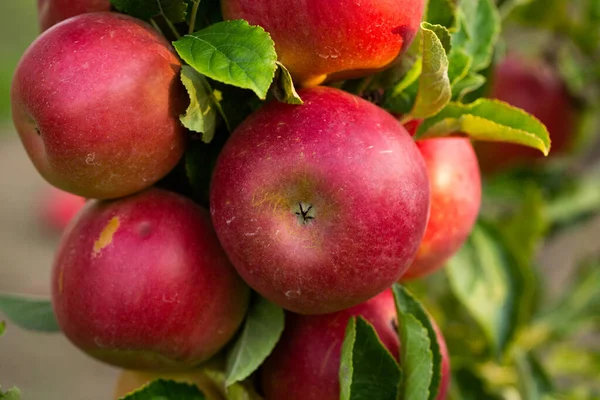 Mele Fresche Del Frutteto Vendemmia Mele Pronta Essere Raccolta Nel — Foto Stock