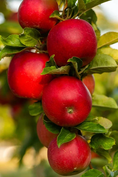 Mele Fresche Del Frutteto Vendemmia Mele Pronta Essere Raccolta Nel — Foto Stock